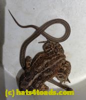 /home//u458753944/public_html/sourcegallery//////Roxborough Toad Detour/2026/2026-04-01/20260401_201044~2.jpg